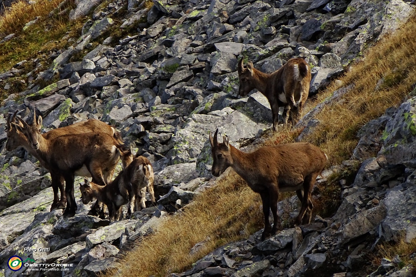 47 Famigliole di camosci ci osservano.JPG